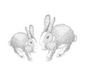 Hand drawn hares, rabbit sketch..