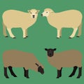 Vector illustration of white and brown sheeps