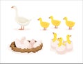 Vector Illustration Of White Geese, Yellow Goslings, Nest With Eggs And Goslings Hatched From Eggs On White Background. Poultry