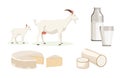 Vector illustration of white goats, milk and cheese on white background. Farm with natural products in cartoon style Royalty Free Stock Photo