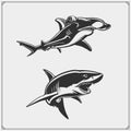 Vector illustration of White shark and Hammerhead shark.