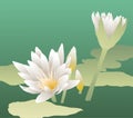 Vector illustration of white water lilies blossoming on lake surface