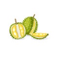 Vector illustration of a whole, half durian fruit. Vegetarian vegan fresh raw food. Cartoon style. Isolated tropical exotic fruit