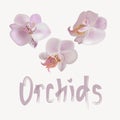 Vector illustration wigh gentle orchids. Royalty Free Stock Photo
