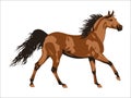 Vector illustration of wild horses running. A graceful brown horse, a Mustang. Royalty Free Stock Photo