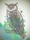 Vector illustration of wild totem animal - Owl Royalty Free Stock Photo