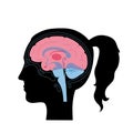 Vector illustration of woman brain anatomy