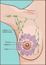 Vector illustration of a woman breast anatomy