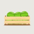 Vector illustration of wooden vegetable box with holes and watermelons. Fruit drawer front view. Crate isolated on white