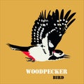 Vector illustration of woodpecker bird