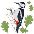 Vector Illustration of Woodpecker