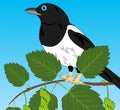 Bird magpie sits on branch tree birch
