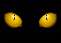 Yellow cats eye on black background Royalty Free Stock Photo