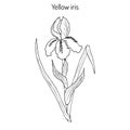 Vector illustration with yellow iris flower