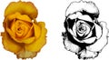 Vector illustration of yellow rose from my garden Royalty Free Stock Photo