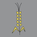 Vector Illustration of a yellow Spikelet of wheat plant icon isolated on a gray background