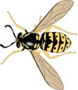 Yellow Jacket Vector Illustration