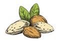 Almonds illustration. Colored version Royalty Free Stock Photo