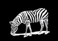 Vector illustration of zebra on black background. Graphical striped horse Royalty Free Stock Photo