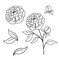 Vector illustratione branch of peonies with leaves, Black and white line art flowers isolated on white background.