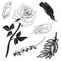 Vector illustratione rose, lavender, feathers and bay leaves set black and white isolated on white background for advertising