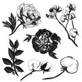 Vector illustratione peonies, cotton and bay leaves set black and white isolated on white background for advertising