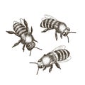 Vector illustrations of bees isolated on white background.