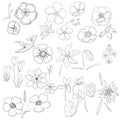 Vector illustrations, Floral set, flowers, leaves and branches. hand drawn design elements in sketch style. Perfect for Royalty Free Stock Photo