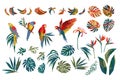 Vector illustrations of parrots, tropical leaves, bananas. Clipart, isolated elements.