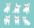 Vector illustrations set of cute little white French bulldog. Happy and funny pictures of bulldog puppy in different