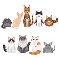 Vector illustrations set of many different kittens. Cats characters in cartoon style