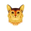 Vector Illustrative Portrait of Abyssinian Cat. Hand drawn sketch, cute breed of domestic short haired cat