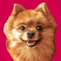 Vector Illustrative portrait of pomeranian spitz dog. EPS 10