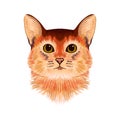 Vector Illustrative Portrait of red and brown Cat. Hand drawn sketch, cute breed of domestic short haired cat with big eyes.