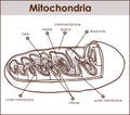 Vector illustrator of cross section of mitochondria Royalty Free Stock Photo