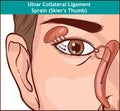 Vector illutration, anatomy of the Lacrimal apparatus Royalty Free Stock Photo