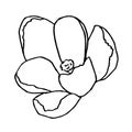 Vector illustration of crocus, great design for any purposes. Outline flowers. Greeting minimalistic card design.