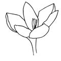 Vector ilustration of crocus, great design for any purposes. Outline flowers. Greeting minimalistic card design.