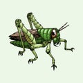 Vector image of an adult grasshopper, white background. Royalty Free Stock Photo
