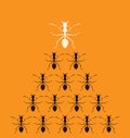 Vector image of an ants on orange background.