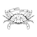 Vector image of an Atlantic crab.