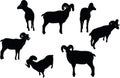 Vector Image - big horn sheep silhouette in walking pose isolated on white background