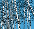 Vector image of a birch grove in the cold season Royalty Free Stock Photo