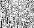 Vector image of a birch grove in the cold season Royalty Free Stock Photo