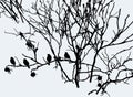 Vector image of birds silhouettes sitting on branches of wild rose in winter Royalty Free Stock Photo
