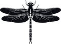 Black silhouette of dragonfly on white background. Vector illustration