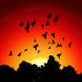 Vector image from black silhouettes of a flock of doves Royalty Free Stock Photo