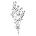 vector image of a bouquet of several sprigs of lavender in black and white