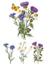 Vector image of bouquet wildflowers from drawn chamomiles, thistle and cornflowers