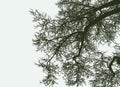Vector image of branches silhouettes of deciduous tree in winter Royalty Free Stock Photo